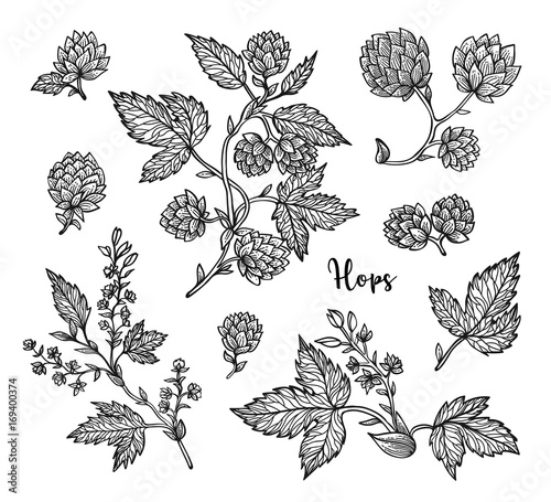 Beer hops branch with leaves and hop cones. Vintage engraved hops for labels, packaging, poster with production process brewery beer. Hand drawn design element. All element isolated.