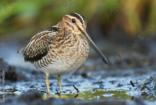 Common Snipe (Gallinago gallinago)