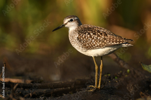 Obraz na plátně Wood sandpiper (Tringa glareola)