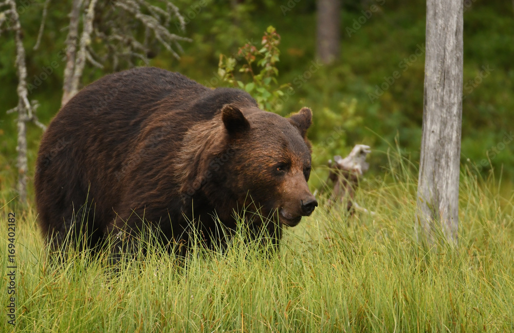 Fototapeta premium Wild brown bear (Ursus arctos)