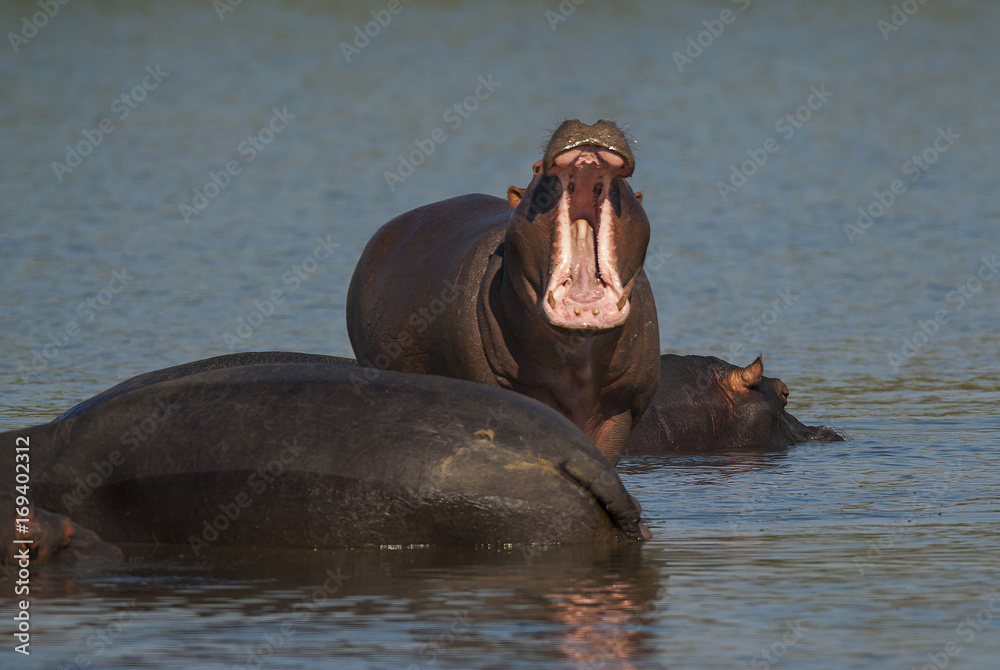 Fototapeta premium HIPPOPOTAMUS AMPHIBIUS, South Africa