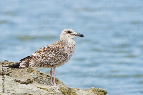 Pretty common gull © vitolef