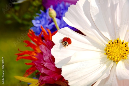 Grußkarte - Wildblumenstrauß