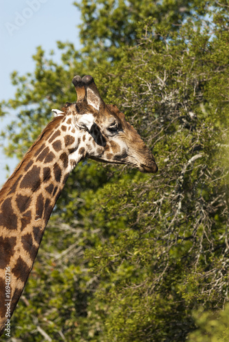 Fototapeta Naklejka Na Ścianę i Meble -  Giraffe South Africa