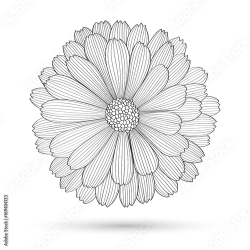 Fototapeta Naklejka Na Ścianę i Meble -  Abstract floral background. Vector flower daisy. Element for design.