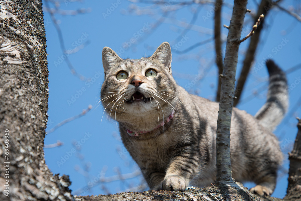 Obraz premium tmy036