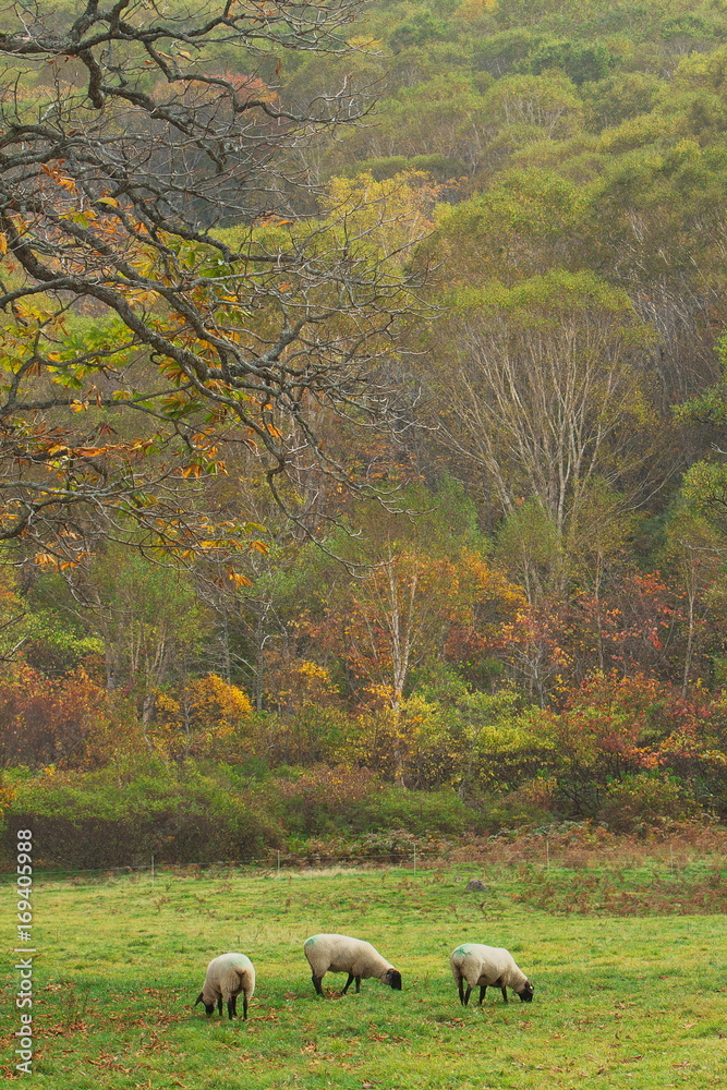 Obraz premium 高原の羊たち