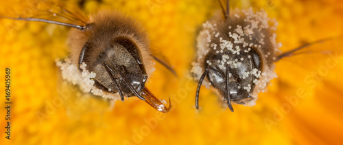 bees apis mellifera in a flower with pollen