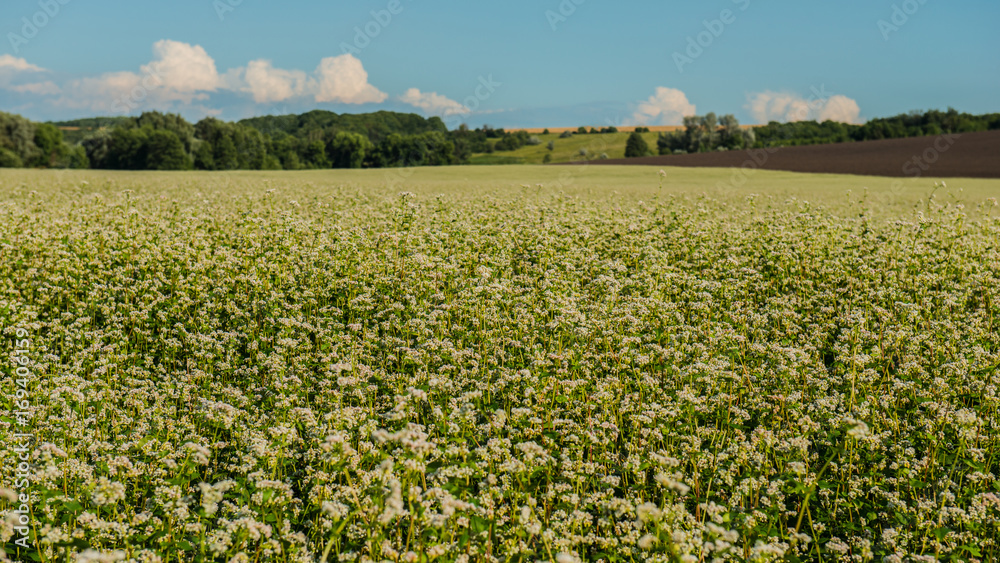 field is blooming buckwheat. Landscape.