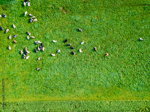 Aerial view of flock of cows on green meadow photo