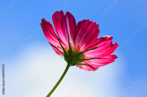 Pink cosmos flower isolated on blue sky.