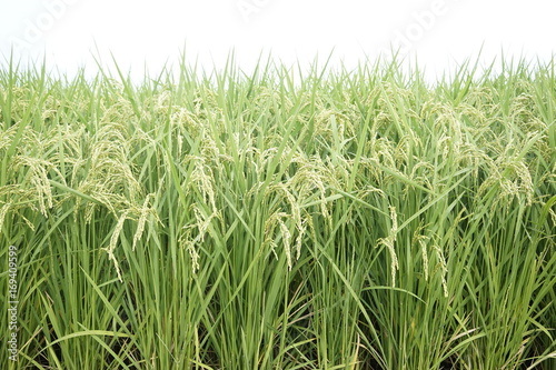 Rice paddy field at Zama, Japan start to ripe and turn yellowish.