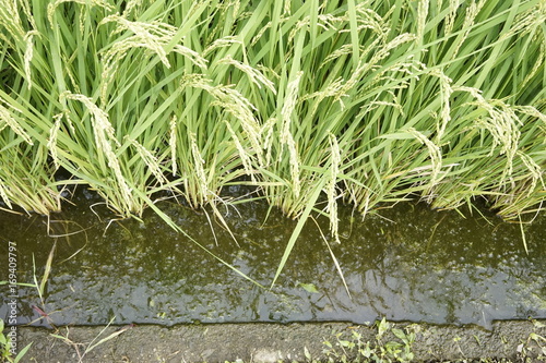 Rice paddy field at Zama  Japan start to ripe and turn yellowish.