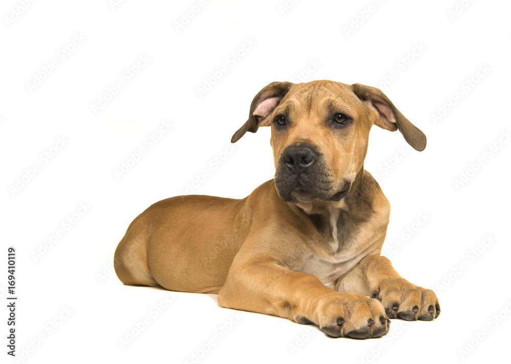 South African mastiff young female dog lying down and on a white background seen from the side