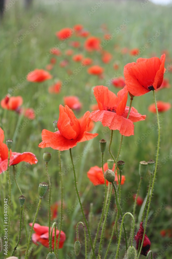 Fototapeta premium Mohnblumenfeld