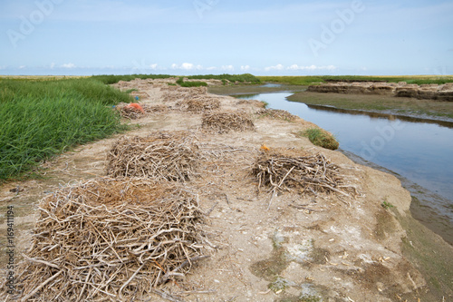 Nests of a colony of the Great cormorant, on the ground next to a creek  photo