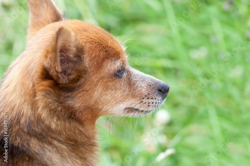 portrait of a beautiful dog against a green grass