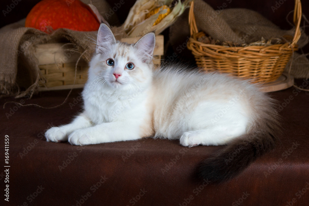 Purebred beautiful Neva masquerade cat, kitten on a brown background. Harvest of autumn vegetables and fruits in baskets as decoration.