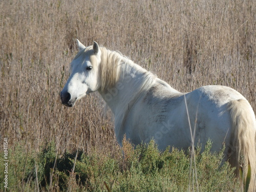 Fototapeta Naklejka Na Ścianę i Meble -  cheval camarguais