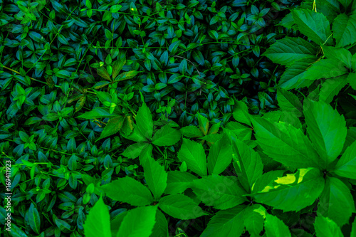 Green plants