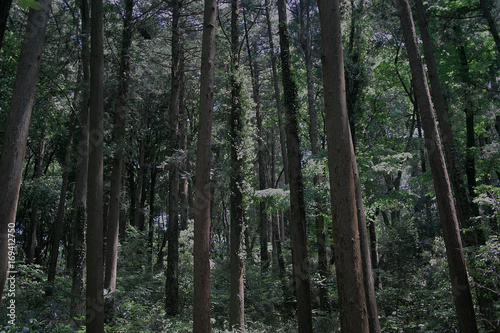 森林 © 直樹 内原