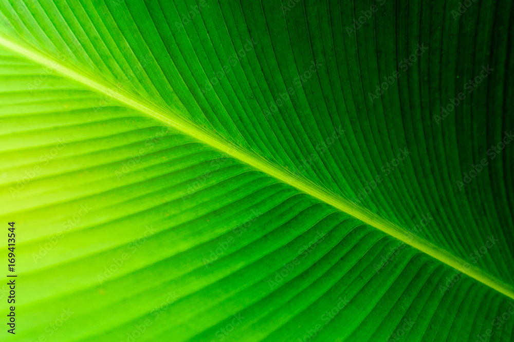tropical green leaves texture background tropical green leaves texture background