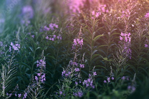 fantasy flowers background