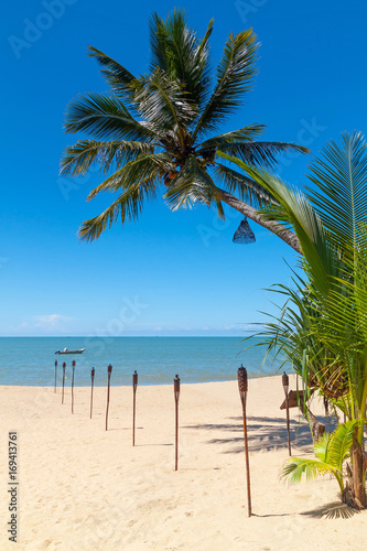 Palm tree on white sand beach in Thailand