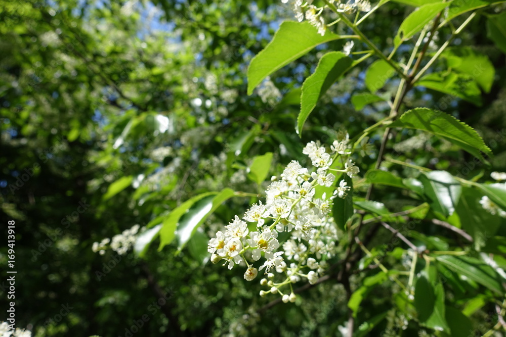 Flowerong branches of Prunus serotina in late spring Flowerong branches of Prunus serotina in late spring