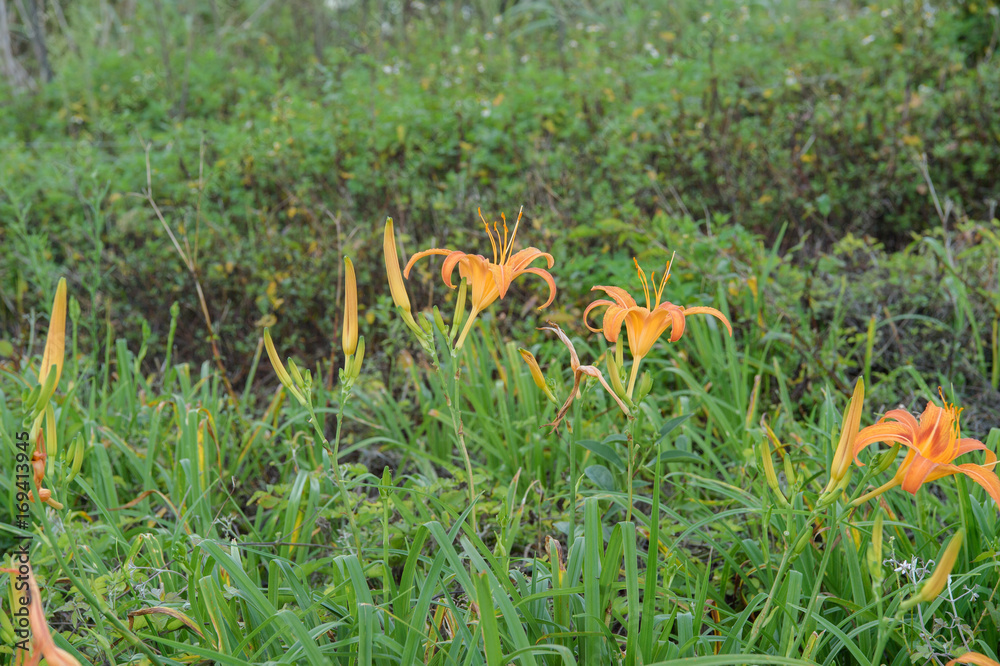 Blossom Season of Daylily on the Hill of East Rift Valley,
Taiwan.
Blossom Season of Daylily on the Hill of East Rift Valley,
Taiwan.