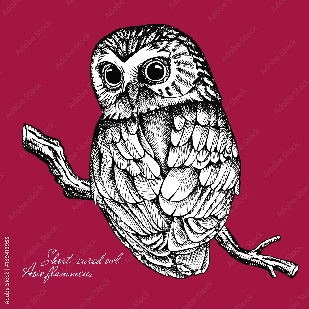 Fototapeta premium Image of an owl on a branch. Short-eared owl, Asio flammeus. Vector black and white illustration.