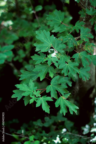 Montagne midi-pyrénées faune et flore ariège