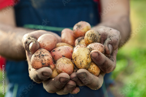 Potato in hands of a farmer