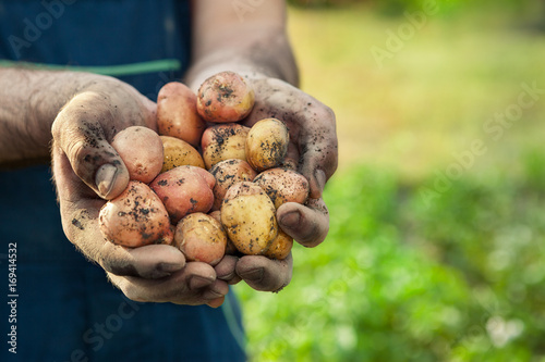 Hands with fresh potato