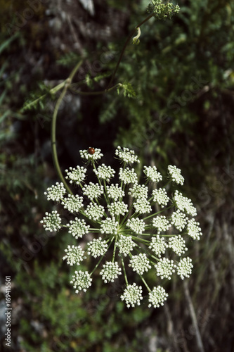 Montagne midi-pyrénées faune et flore ariège