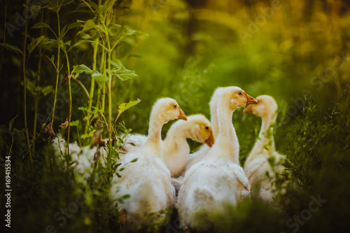 Five young goose together sit in the grass photo