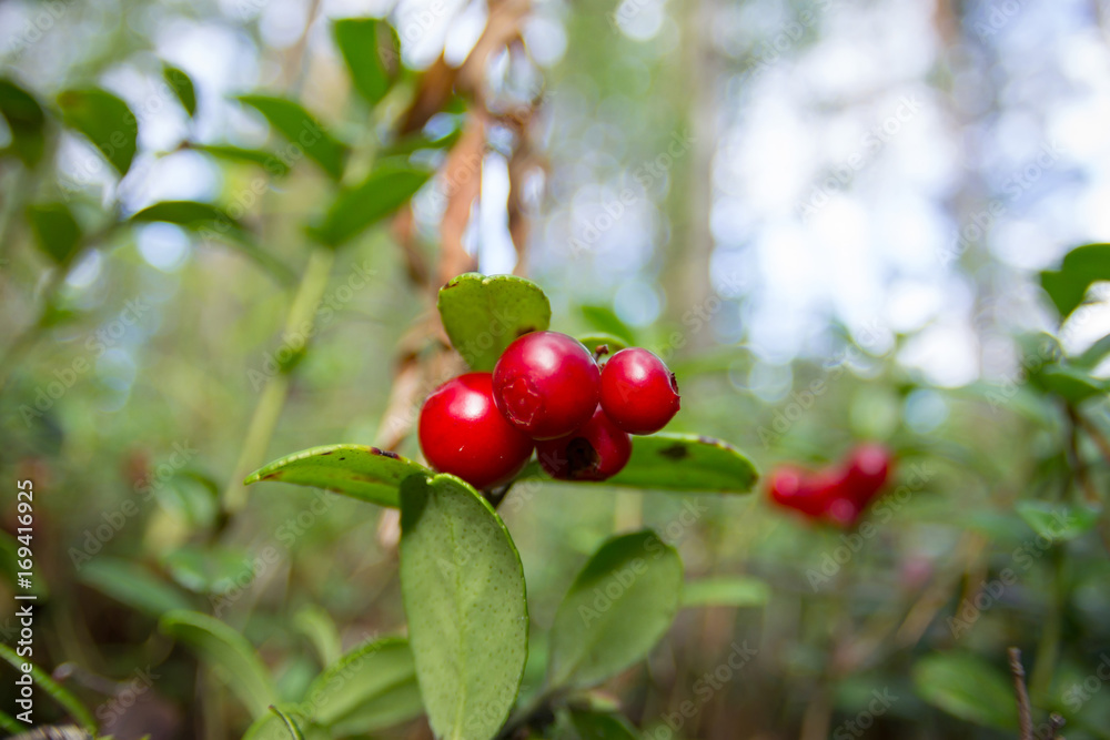 Ripe red cowberry grows in pine forest Ripe red cowberry grows in pine forest