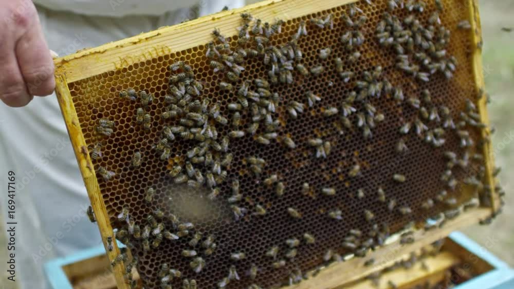 Closeup of hands of senior beekeeper in protective bee suit taking off honeycomb with bees from beehive and showing it at camera Closeup of hands of senior beekeeper in protective bee suit taking off honeycomb with bees from beehive and showing it at camera