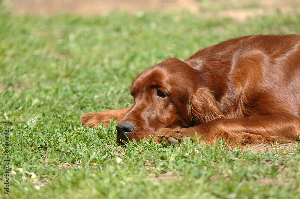 Irish Red Setter Irish Red Setter