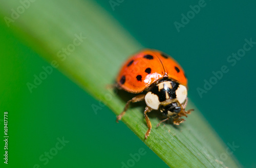 Ladybug on green grass macro close up with defocused background