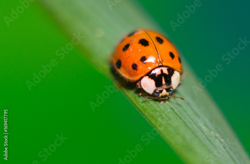 Ladybug on green grass macro close up with defocused background © Oleg_Yakovlev