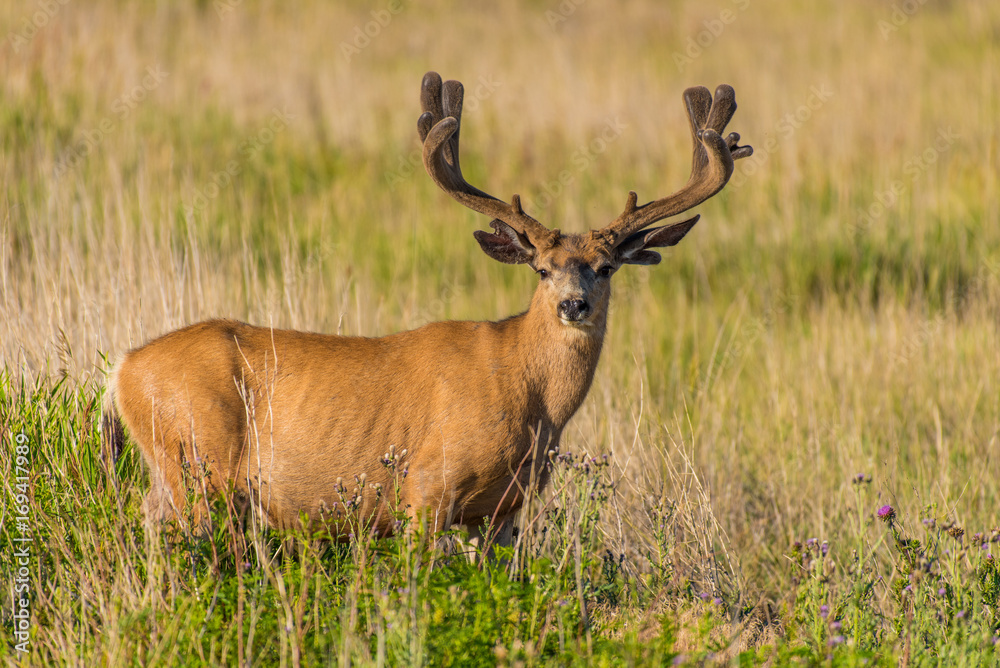 Fototapeta premium Large Mule Deer Buck with Velvet Antlers