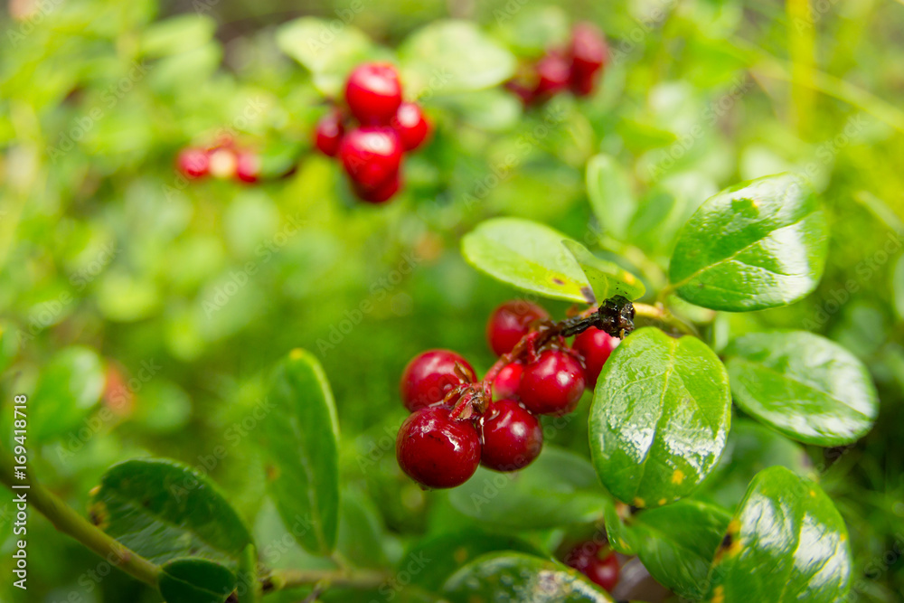 Ripe red cowberry grows in pine forest