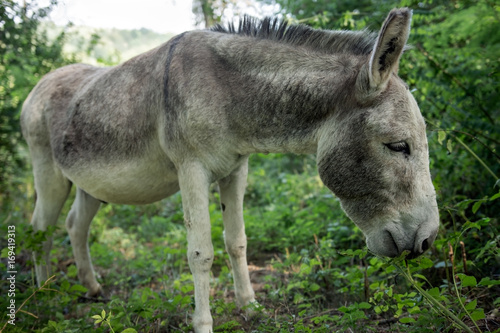 Beast of burden free in the forest