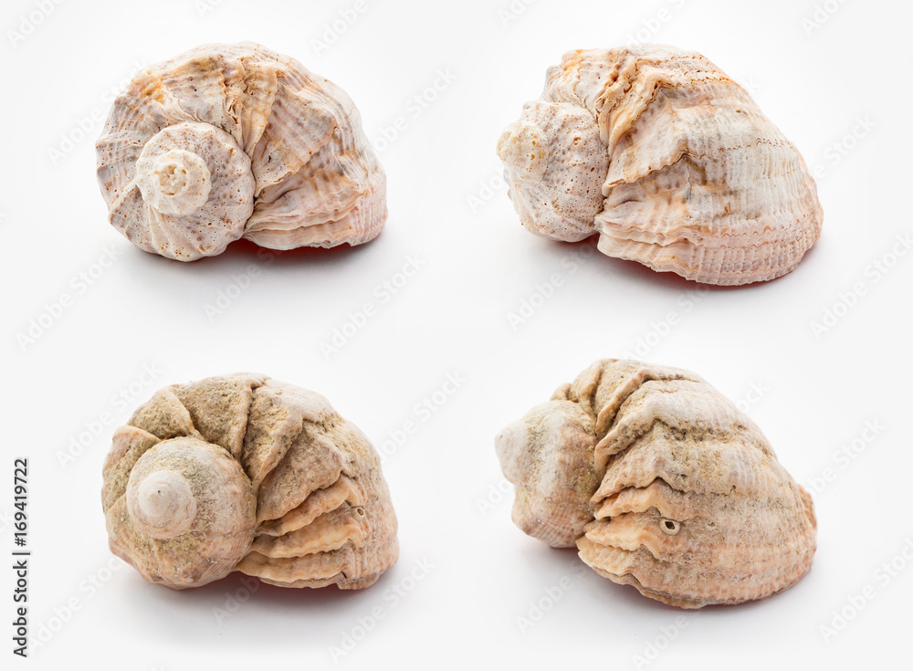Set of conch shells, isolated on white background