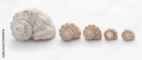 Sea conch shells in a row, isolated on white background