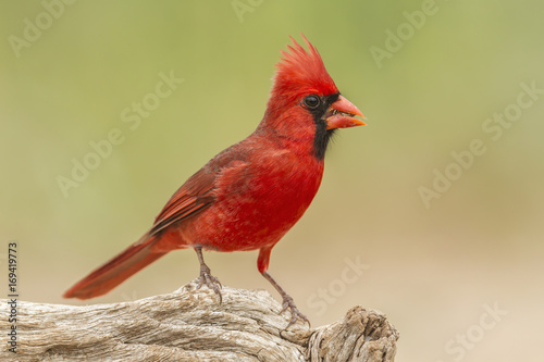 Northern Cardinal on Log © RIck