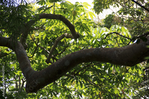 Branch of tree.