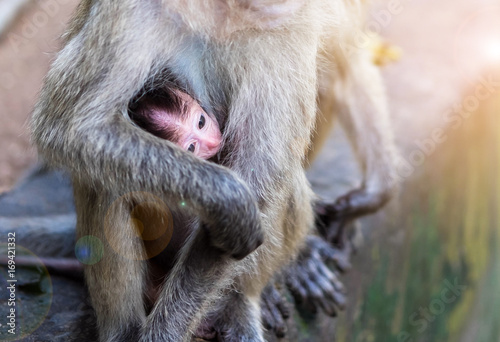 Photography Baby monkey suck up milk from mother monkey breast , flare effect