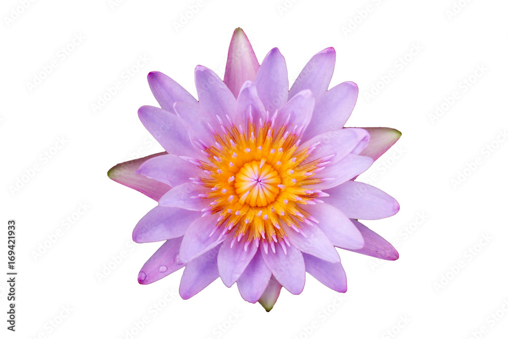 Pink water lilly isolated on white background
